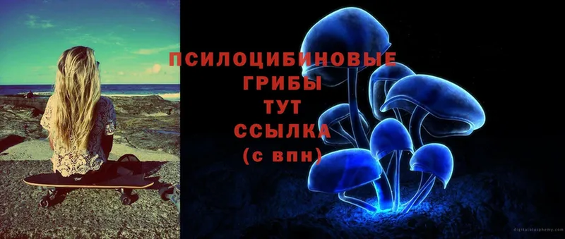 что такое   Нефтегорск  Псилоцибиновые грибы Cubensis 